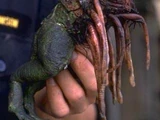 Klatooine paddy frog/Legends