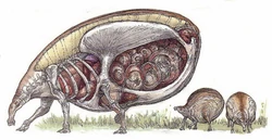 Anatomy of a pregnant Shaak.