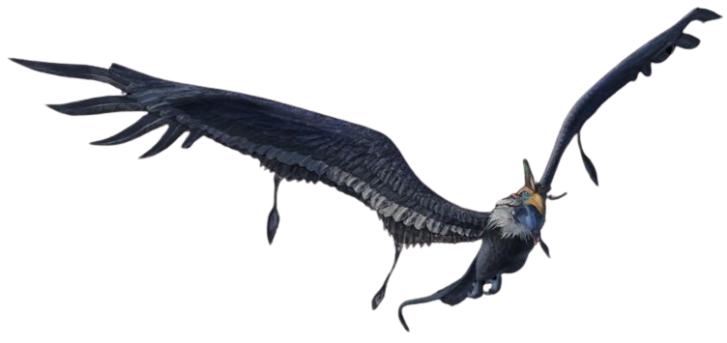 Kama bird appearance 