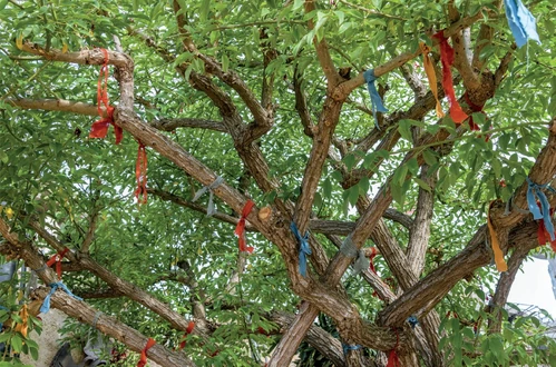 TrilonWishingTree-TGTB