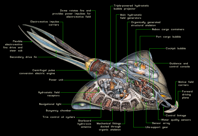 Bongo cross-section