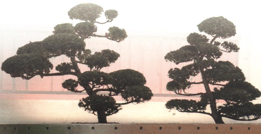 Chinar tree appearance 