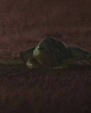 名称不明のカエル アーヴァラ7 Wookieepedia Fandom