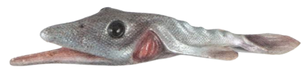 Scalefin fish appearance 