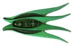 Zoorif feather motif