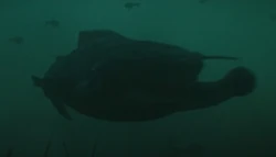 Bluevev glider
