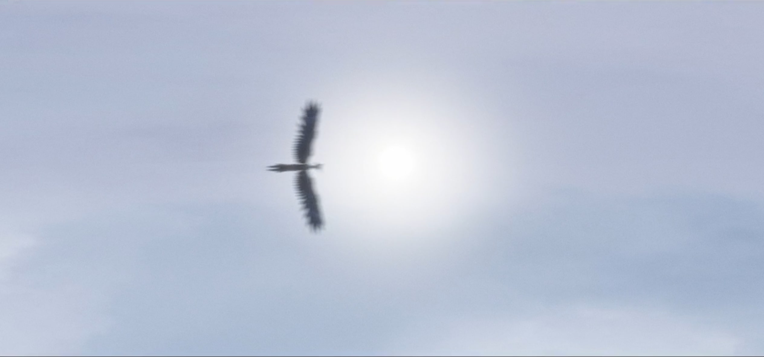 A black ice vulture in flight during a clear day on Barton IV