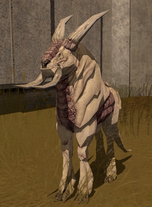 Kahmurra blanca appearance 