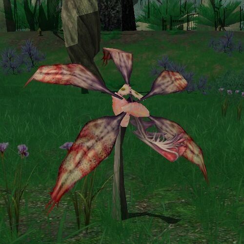 Nebula orchid