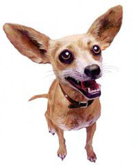 The Chihuahua