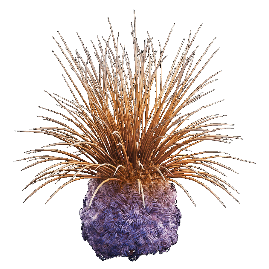 Spine fluff appearance 