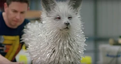 ヴァルプテックスのパペット