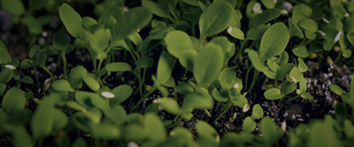 Plantsgrowing