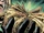 Ky Narec's Compendium