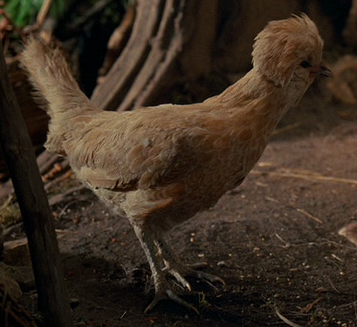 Endorian chicken appearance in Common Appearance