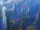 Coral Depths City