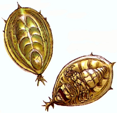 Orbalisk appearance in Common Appearance