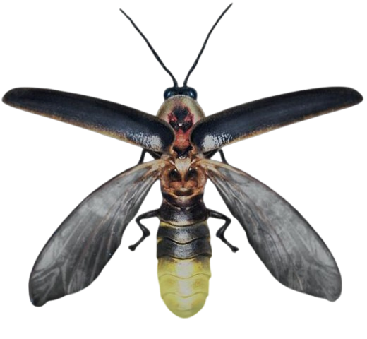 Ronga bug appearance 