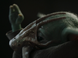 ChowderCephalopod