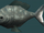 Bluefish.png