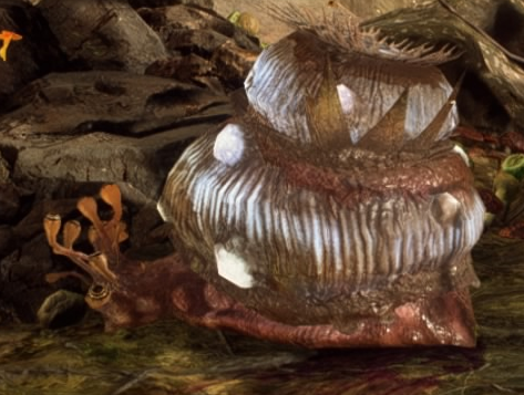 Felucian snail appearance 