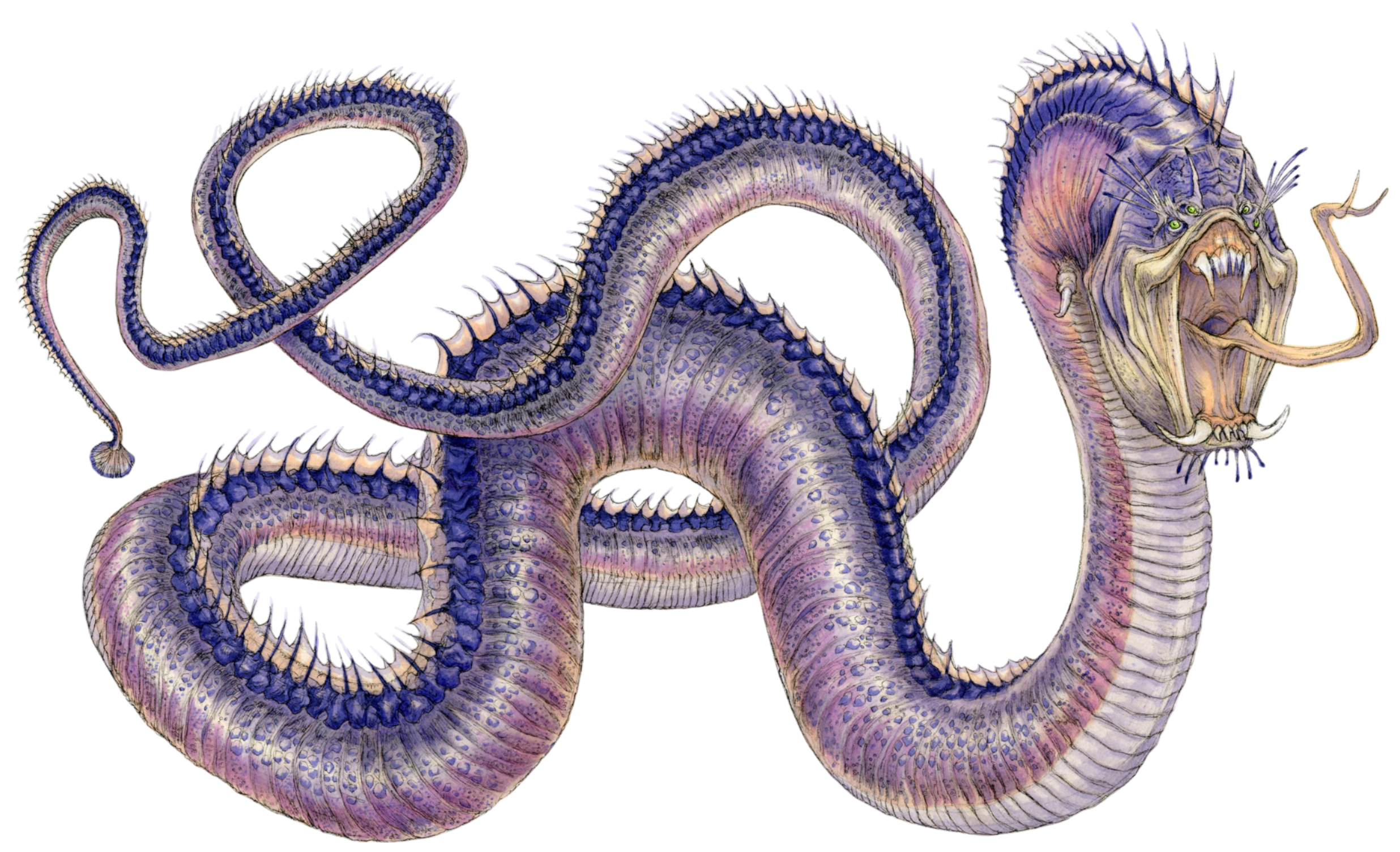 Sith wyrm appearance 