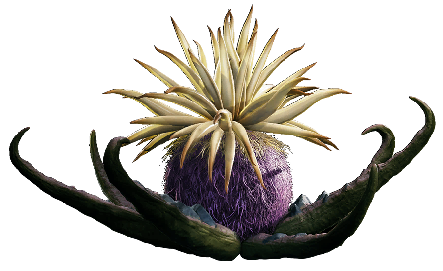 Tuber maw appearance 