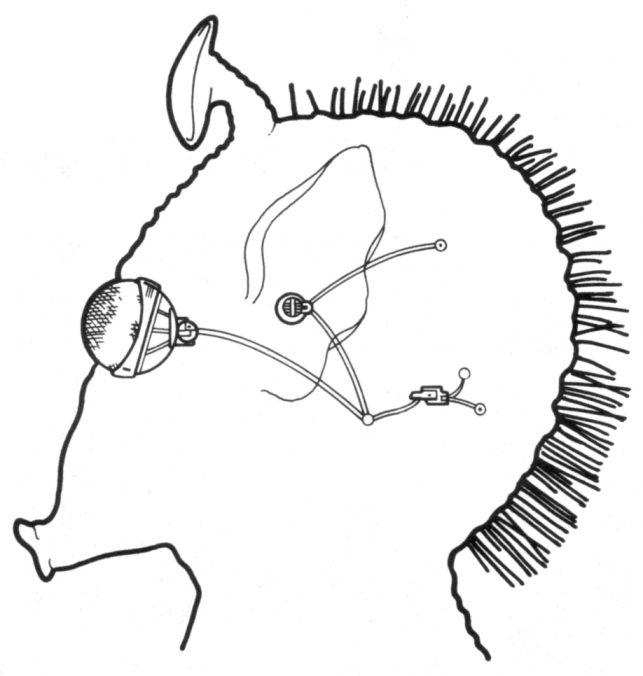 Hifold Sensory Package appearance in Common Appearance