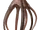 Cephalopod
