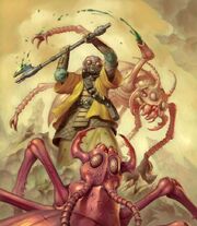 Fefze beetle-SoF