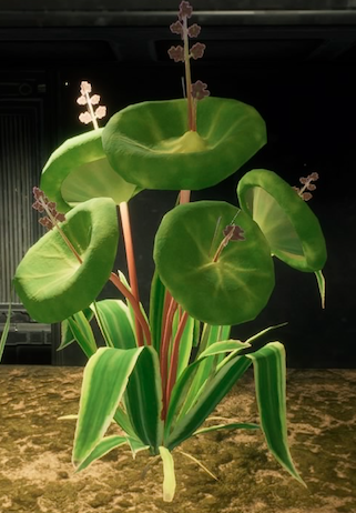 Gillypod appearance 