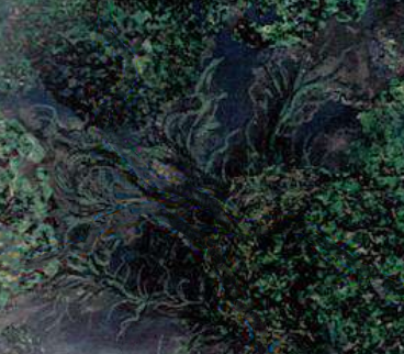 Blackvine appearance 