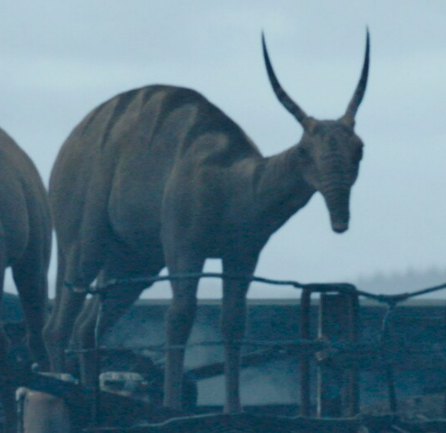 Horned eopie appearance 