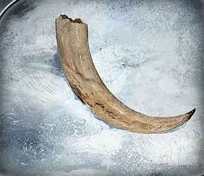 A close-up of a Hoth hog tusk