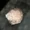 Dust durni