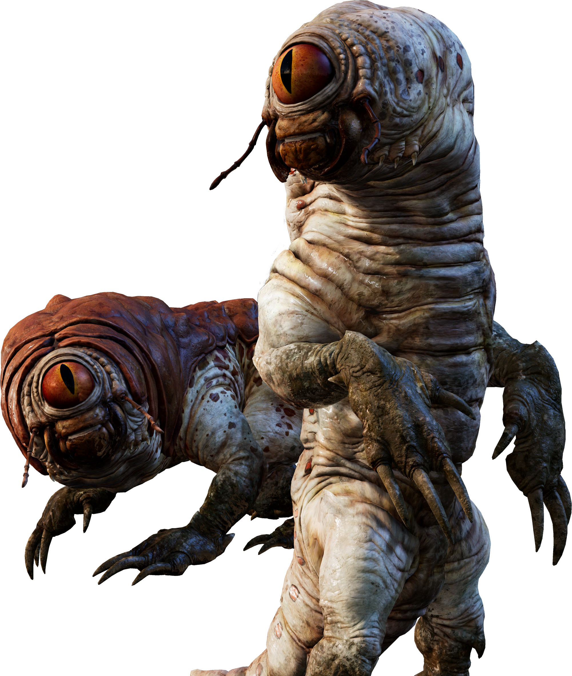 Bog rat appearance 
