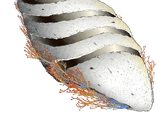 Miid ro'ik