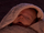 Baby luke.png