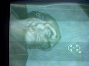 Pirata weeqauy non identificato