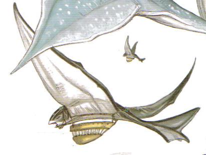 Pilotta thranta appearance 