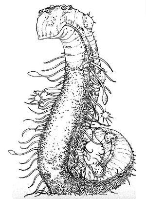 Priapulin-TEGAS