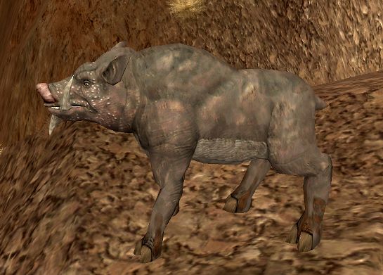 Zucca boar appearance in Common Appearance