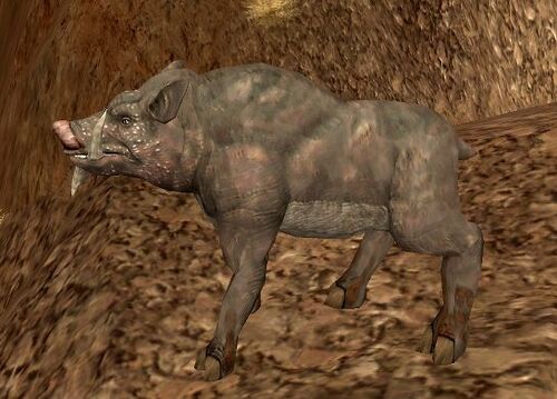 Zucca boar