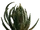 Cactus ball