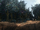 Upper forest region