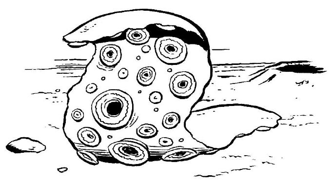 Rock sucker appearance 