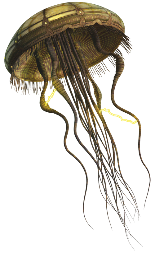 HydroidMedusa-SWE