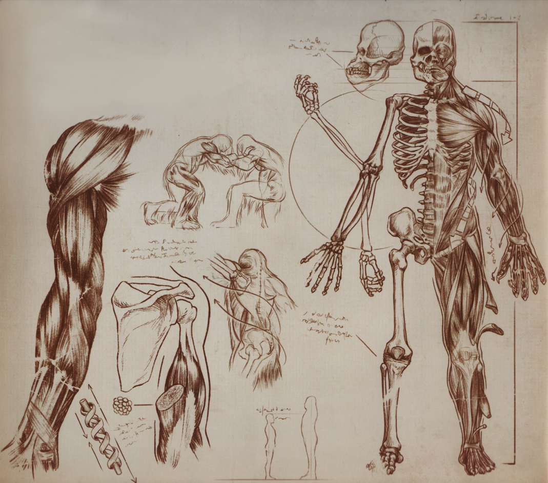 Wookiee anatomy diagram