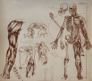 WookieeAnatomyDiagram-TSotW