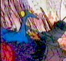 Panna bird appearance 